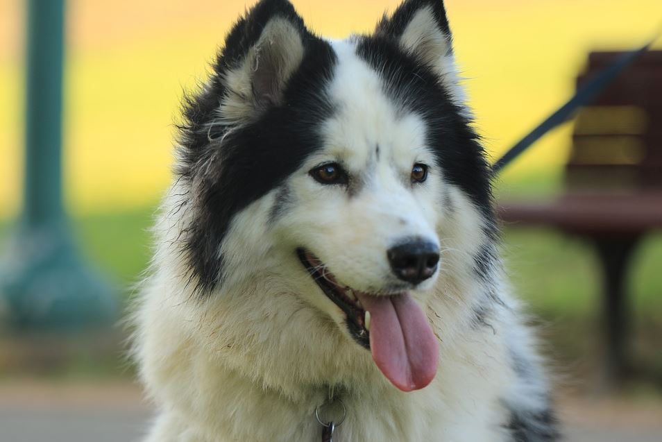 Ihr Hund wird das Premium Hundefutter sicher mögen